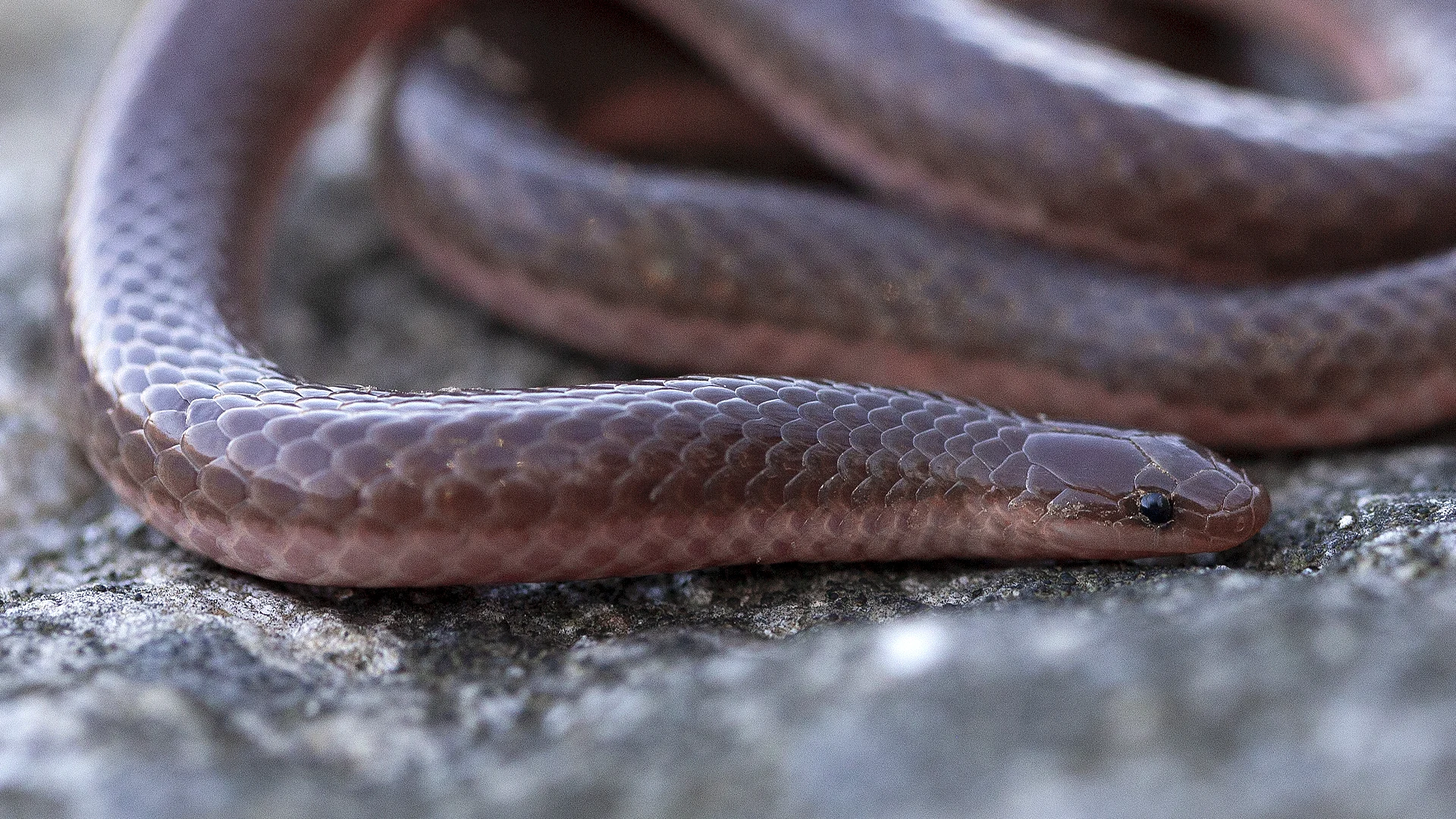 Eastern Worm Snake