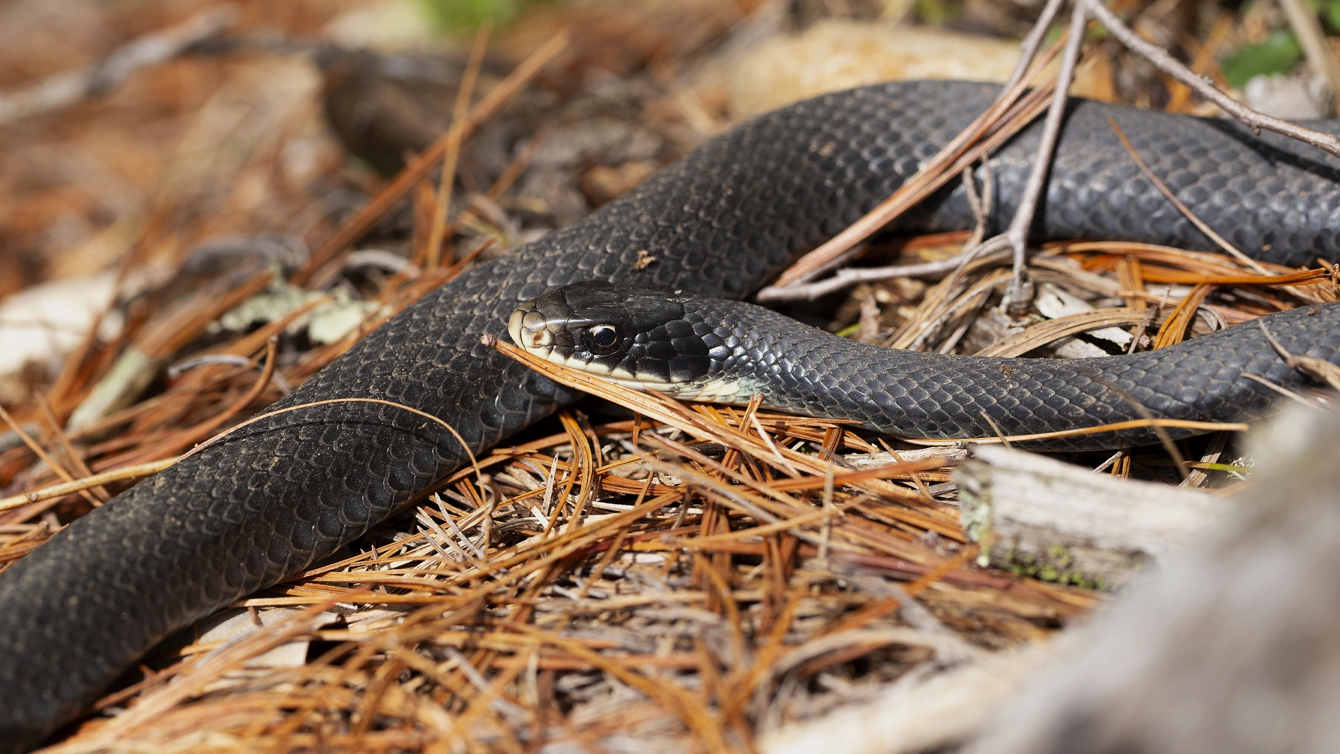 Northern Black Racer #2