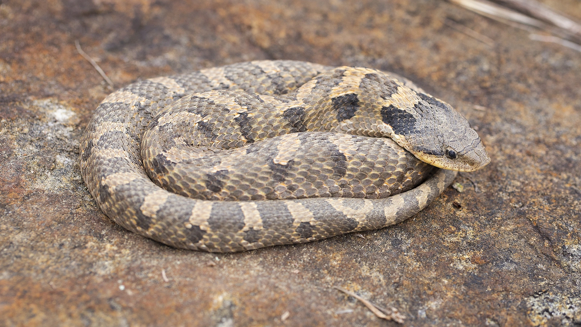 Eastern Hognose Snake
