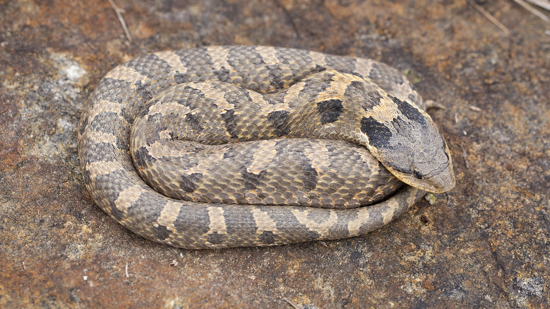 Eastern Hognose Snake