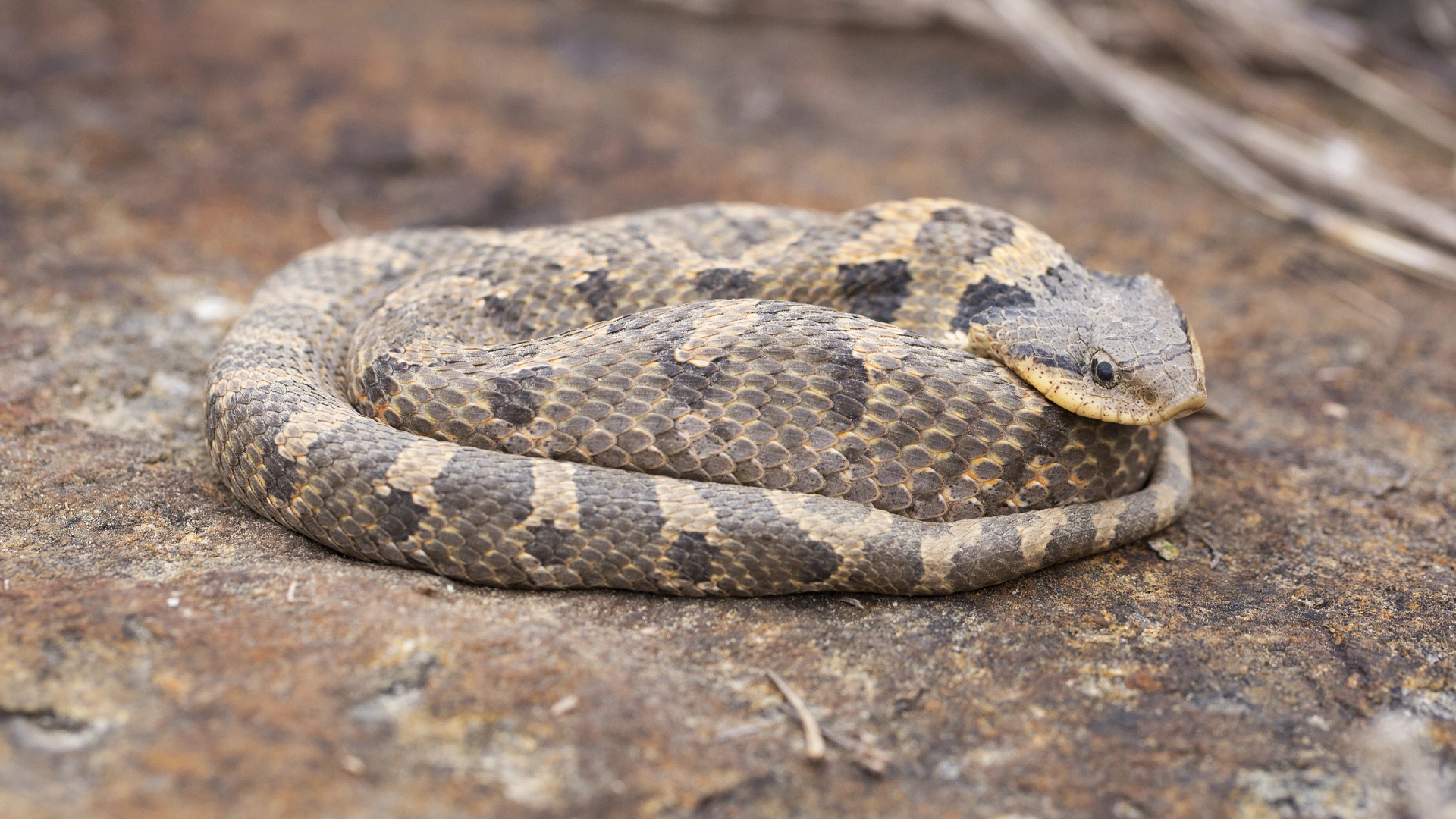 Eastern Hognose Snake