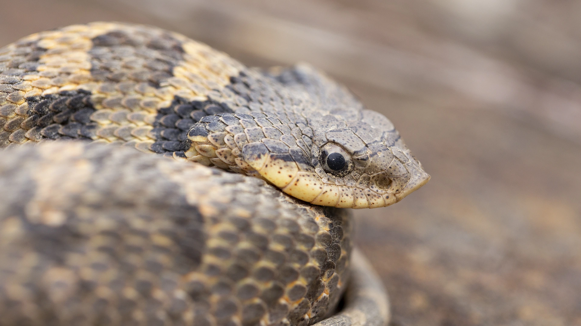 Eastern Hognose Snake