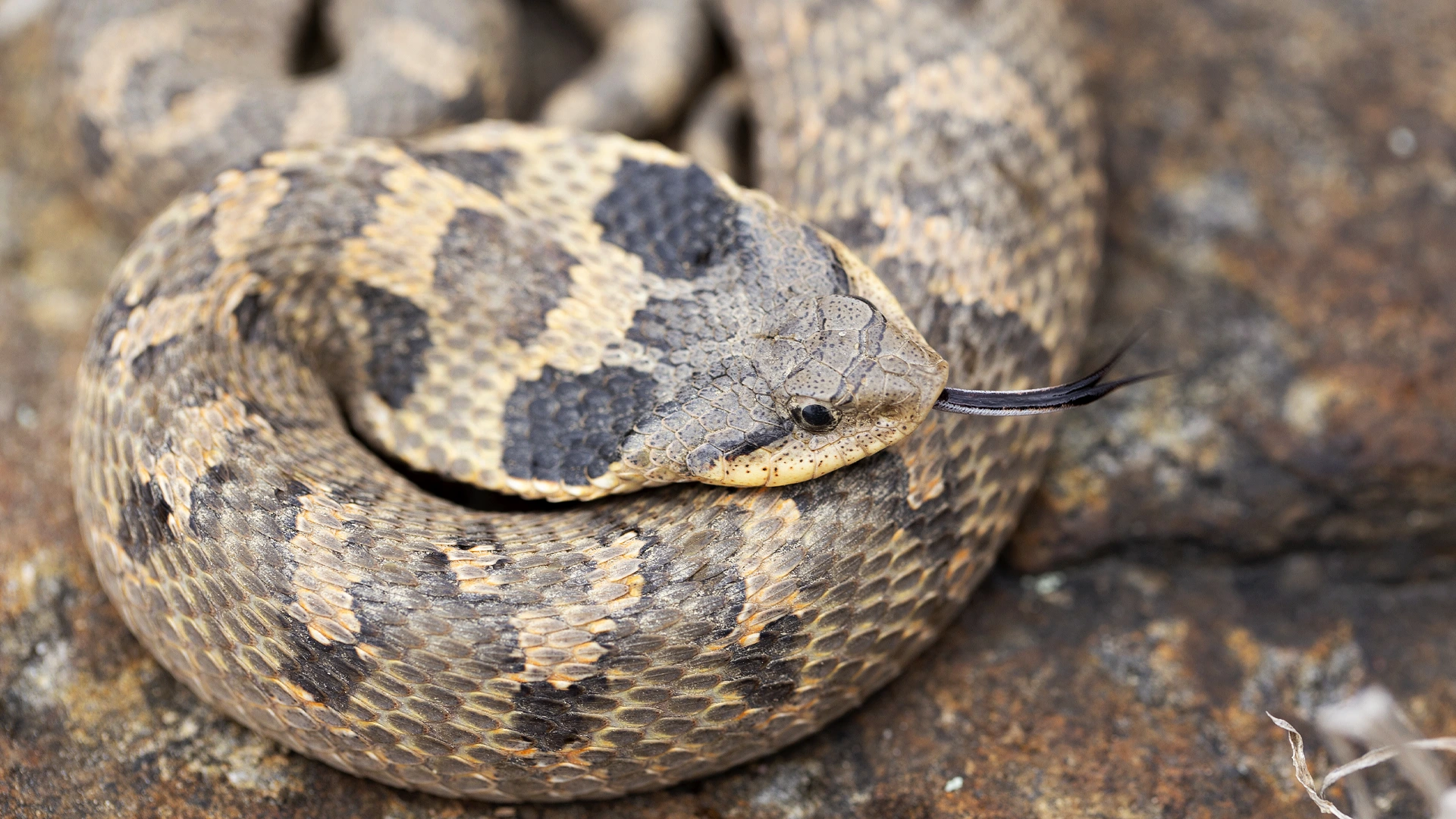 Eastern Hognose Snake