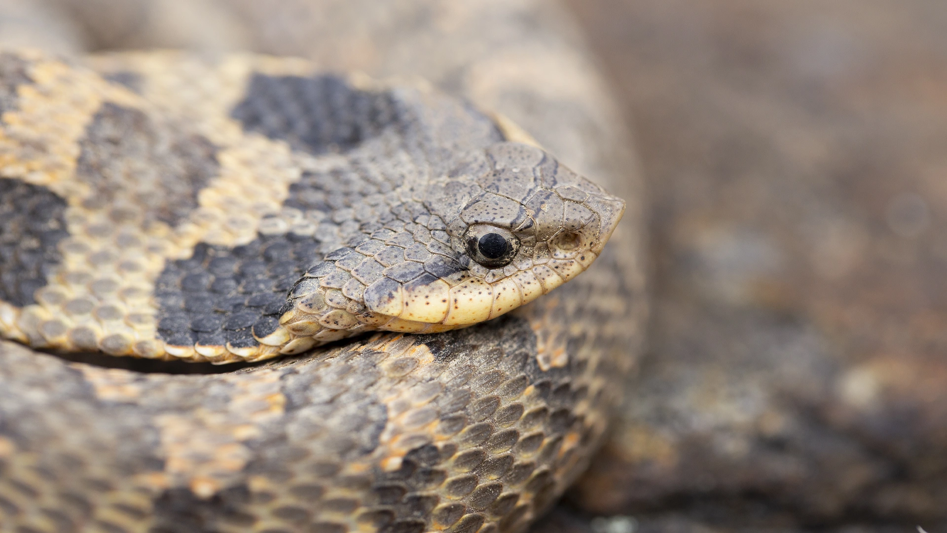 Eastern Hognose Snake