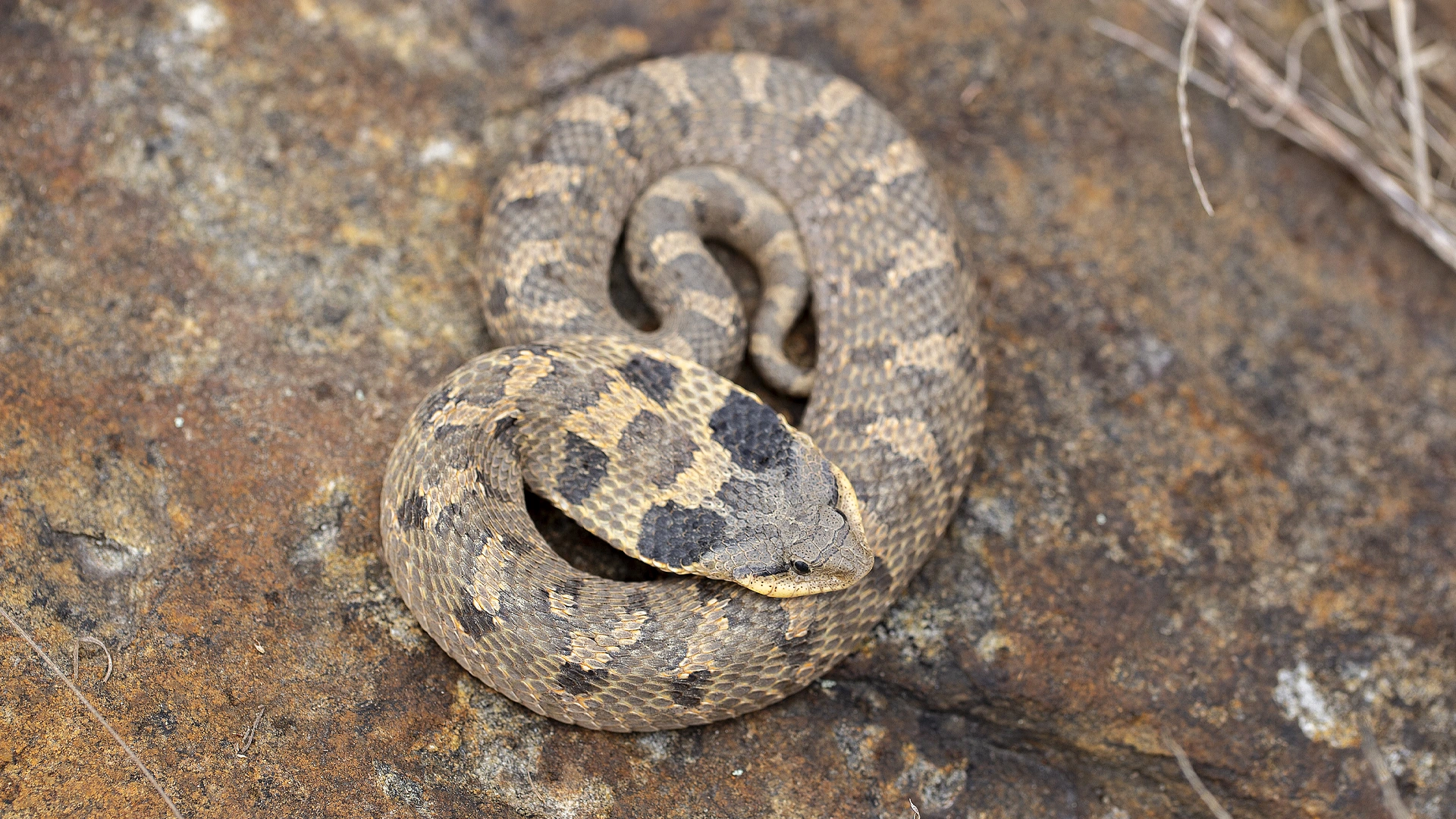 Eastern Hognose Snake