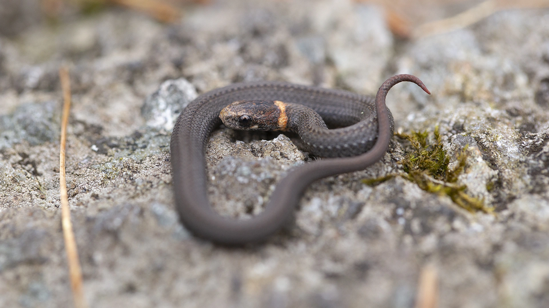 Northern Redbelly Snake