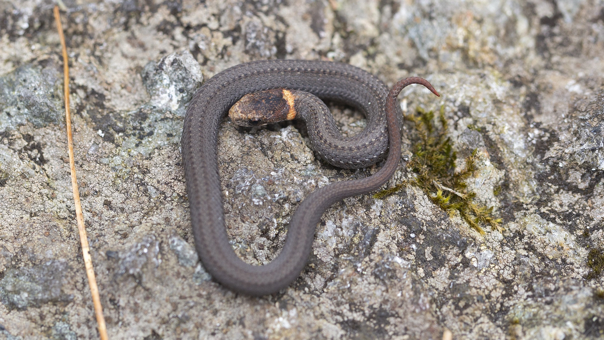 Northern Redbelly Snake