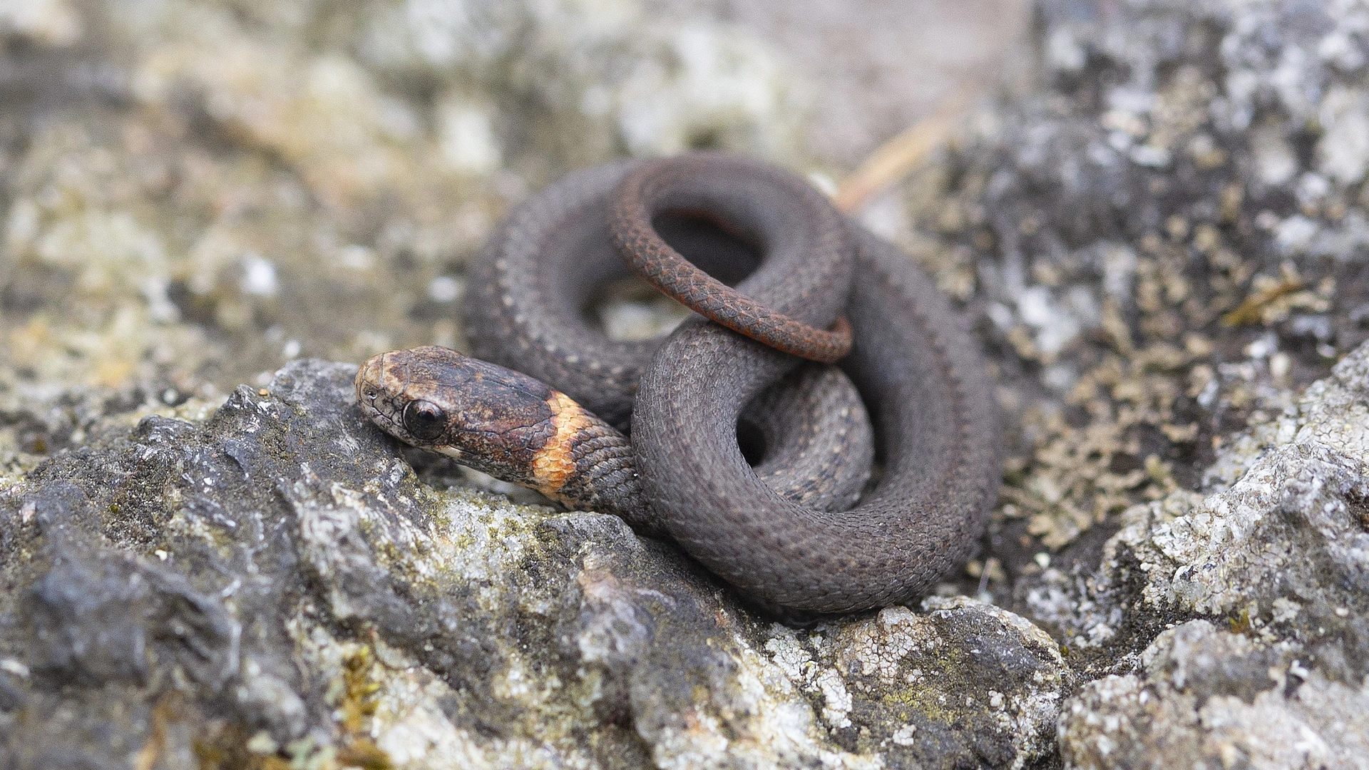 Northern Redbelly Snake