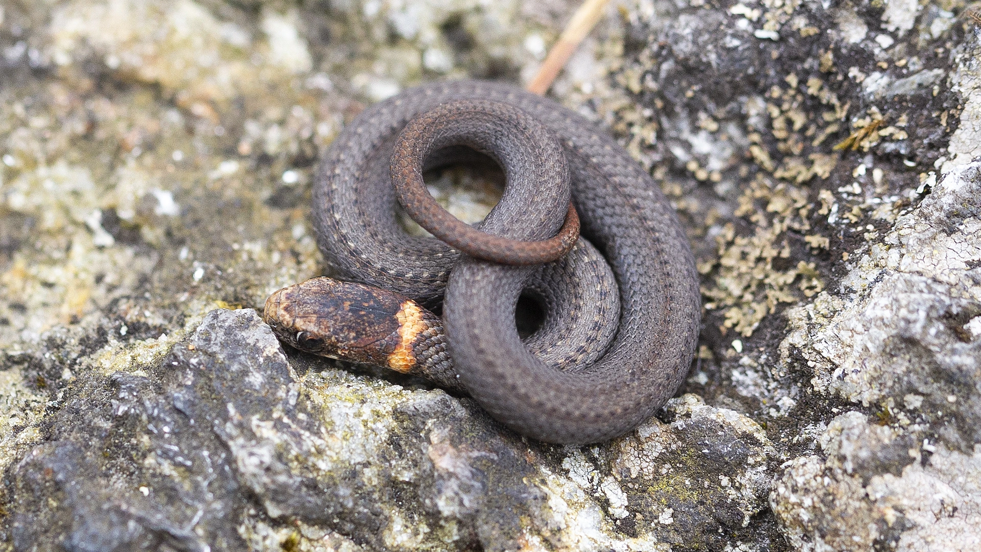 Northern Redbelly Snake