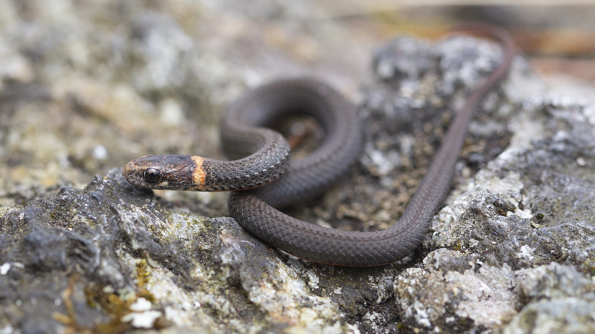 Northern Redbelly Snake