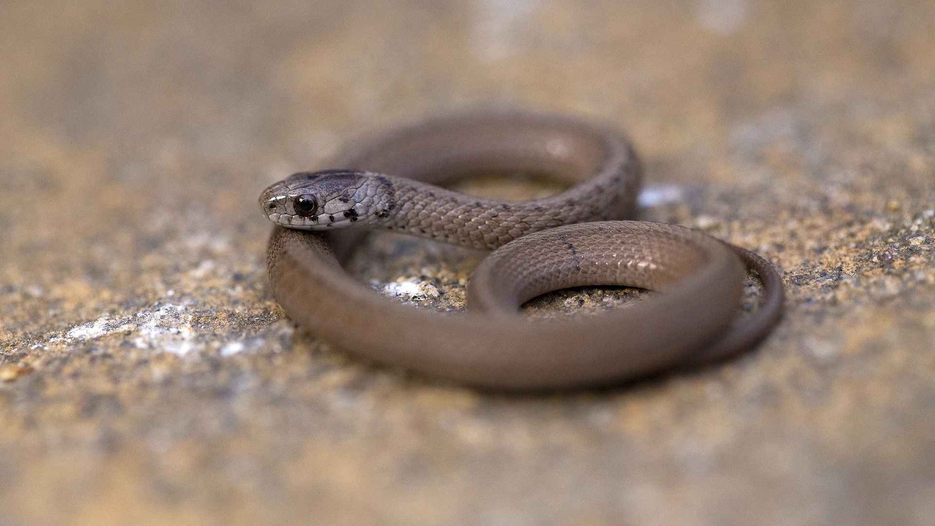 Northern Brown Snake