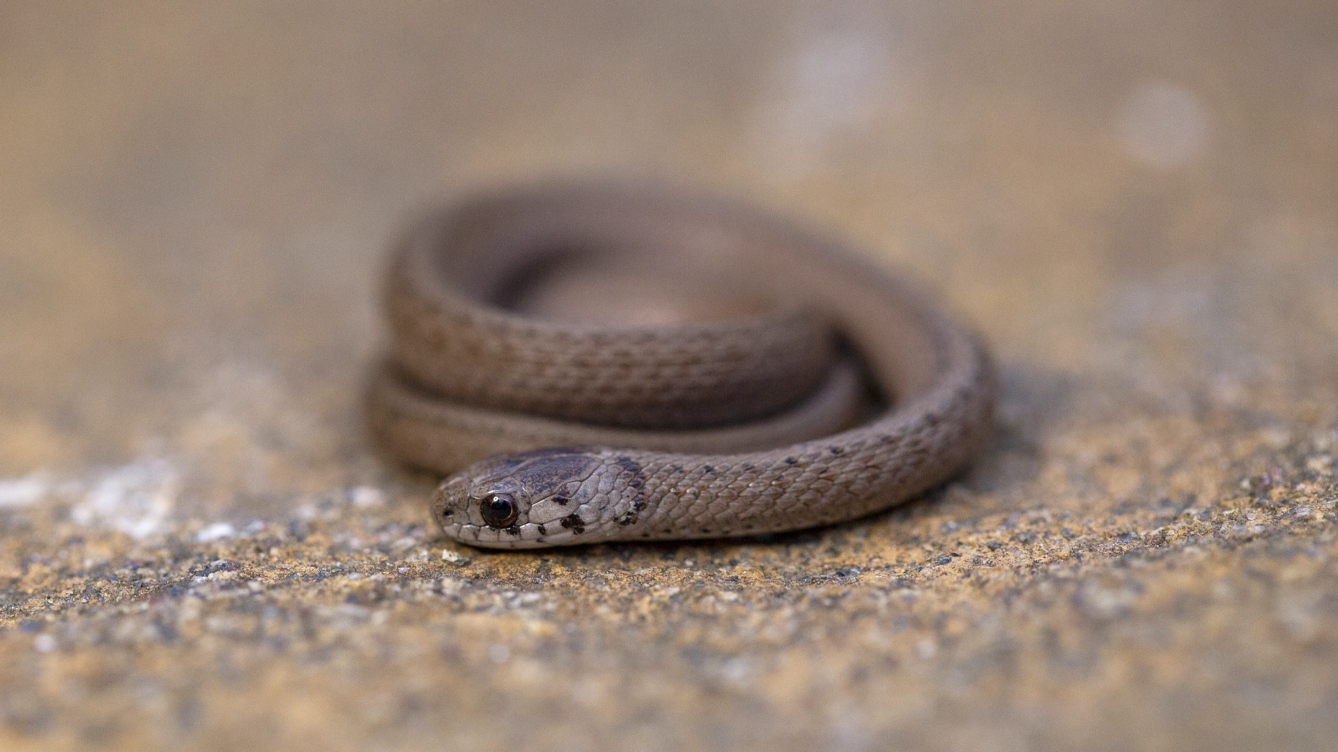 Northern Brown Snake