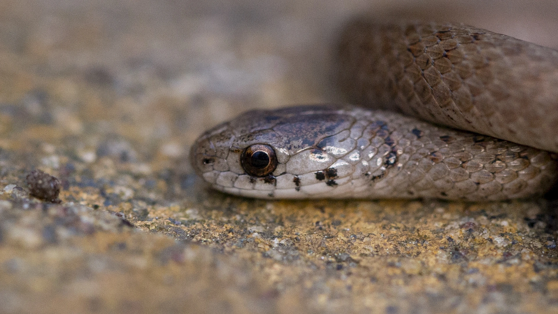 Northern Brown Snake