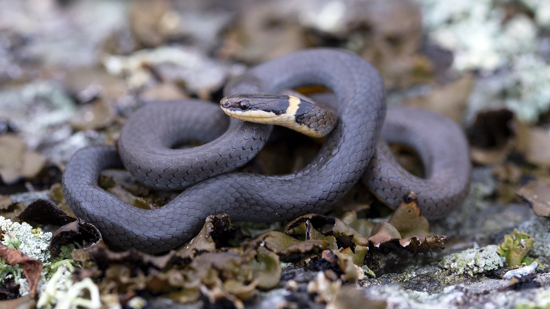 Northern Ringneck Snake