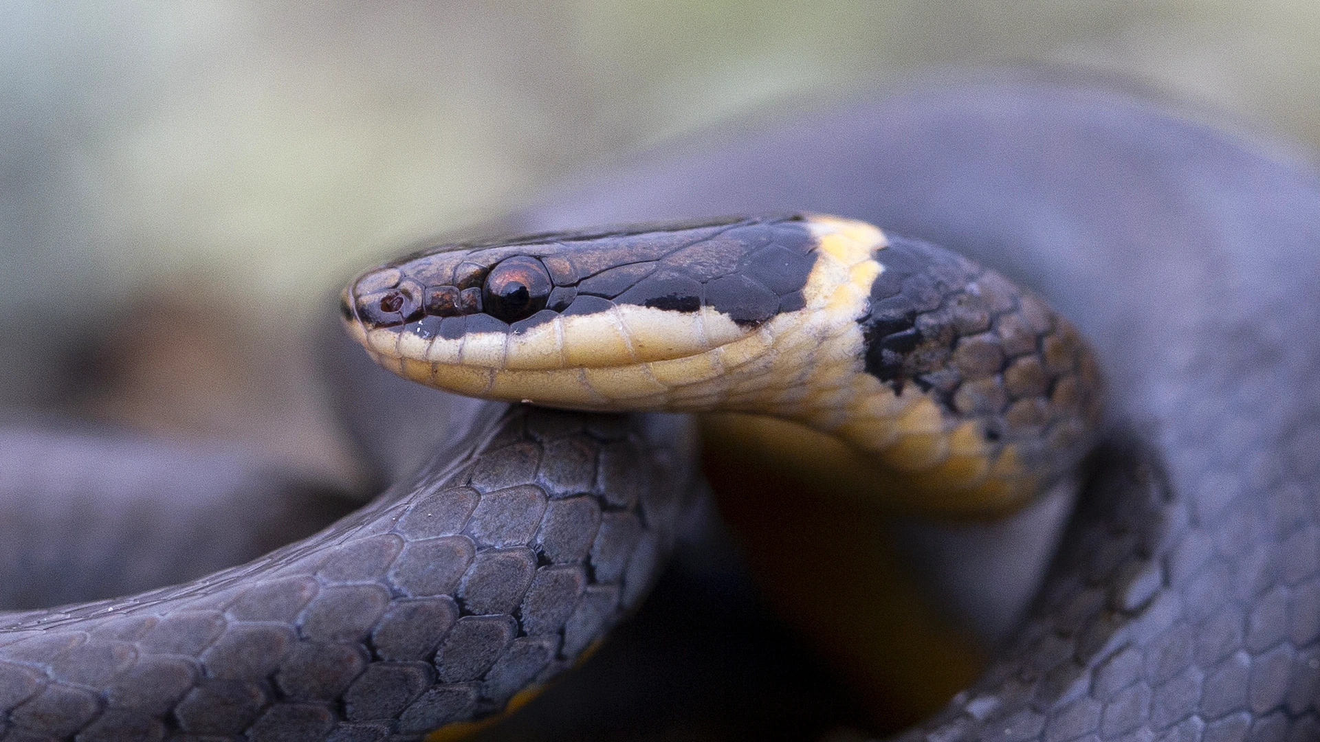 Northern Ringneck Snake