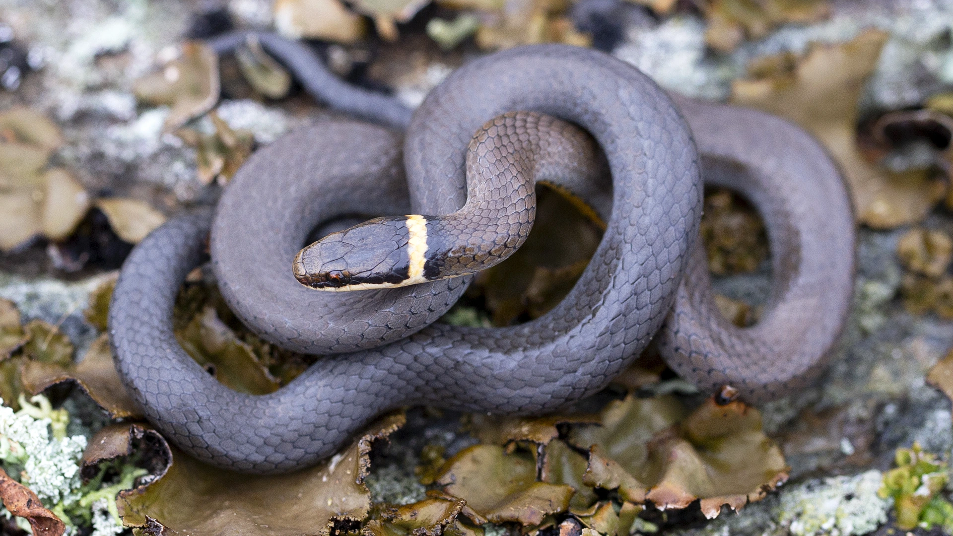 Northern Ringneck Snake