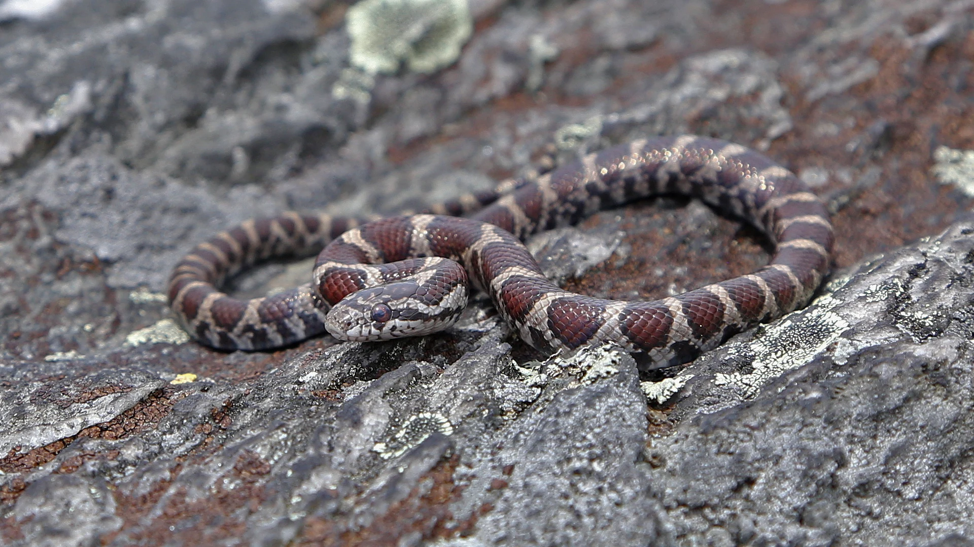 Eastern Milk Snake