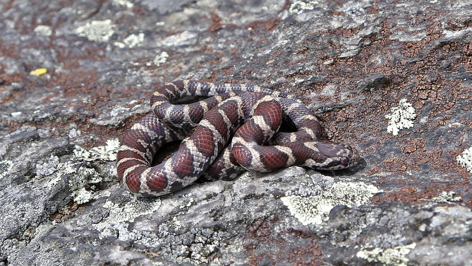 Eastern Milk Snake