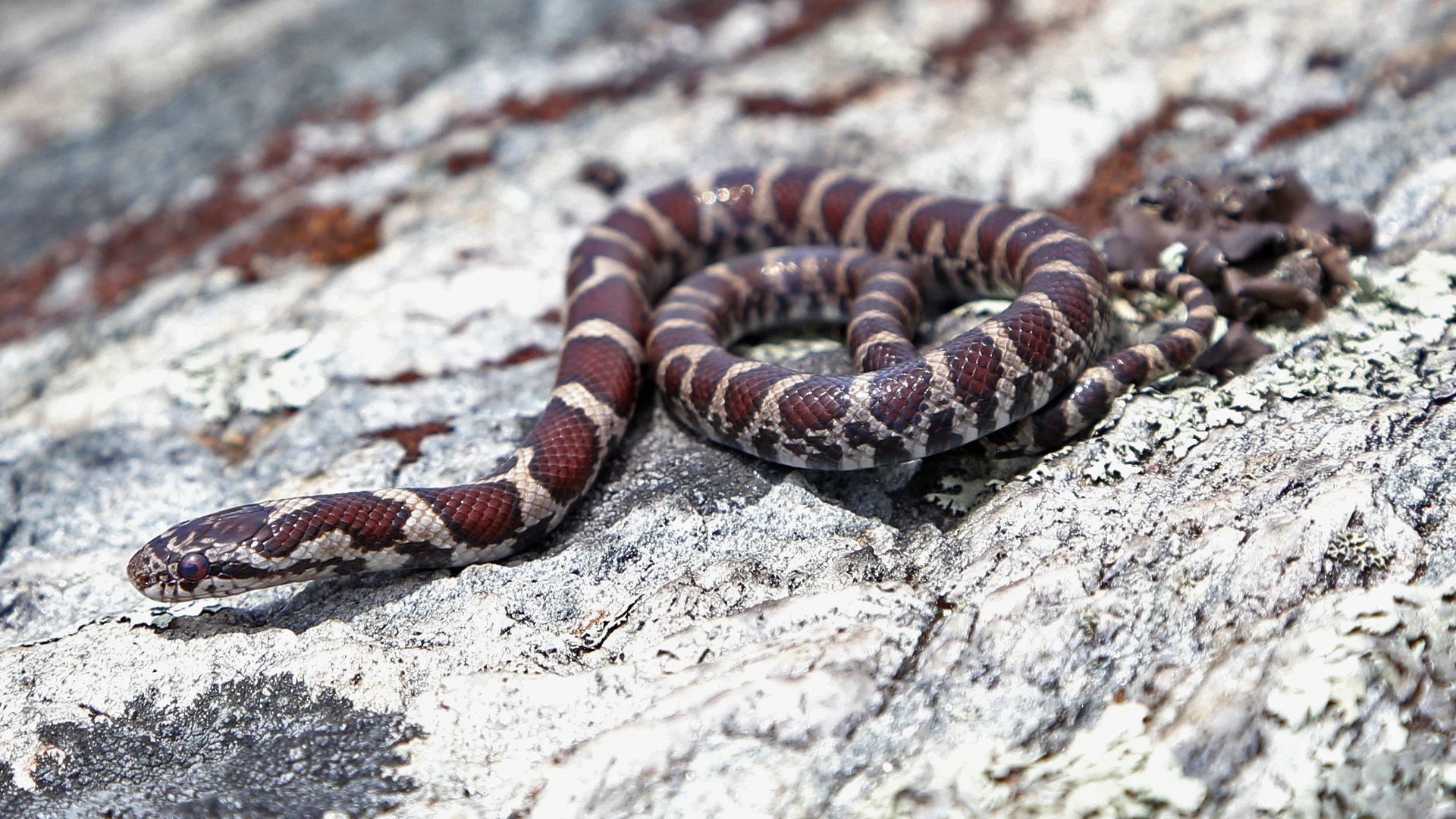Eastern Milk Snake