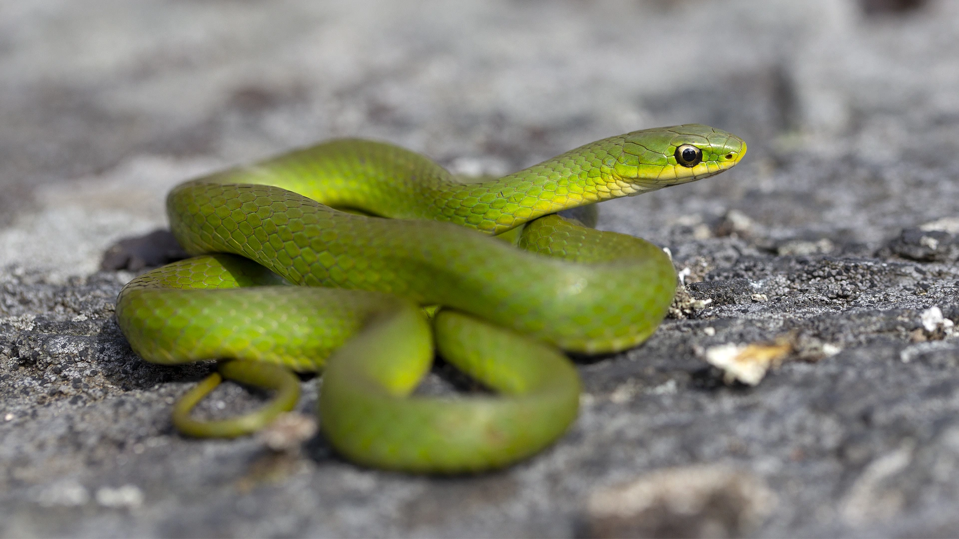 Smooth Green Snake