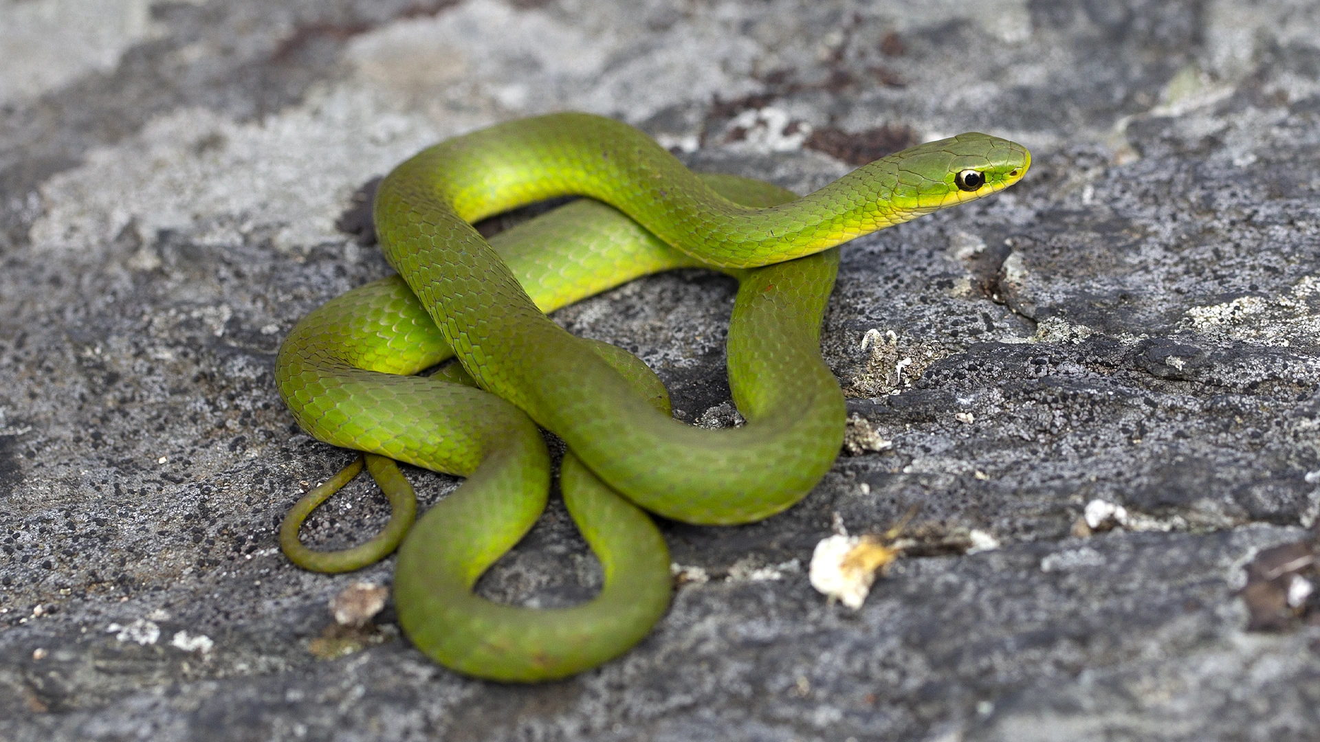 Smooth Green Snake