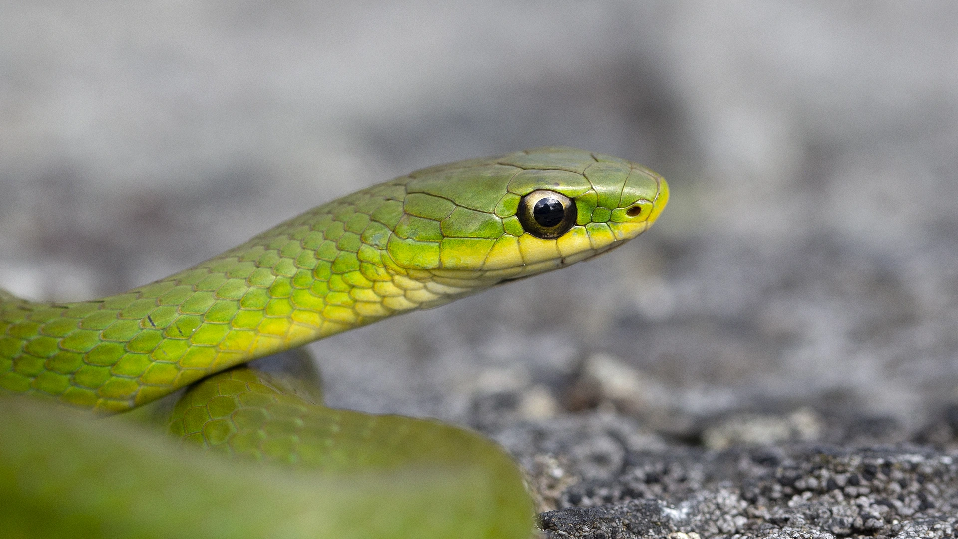 Smooth Green Snake