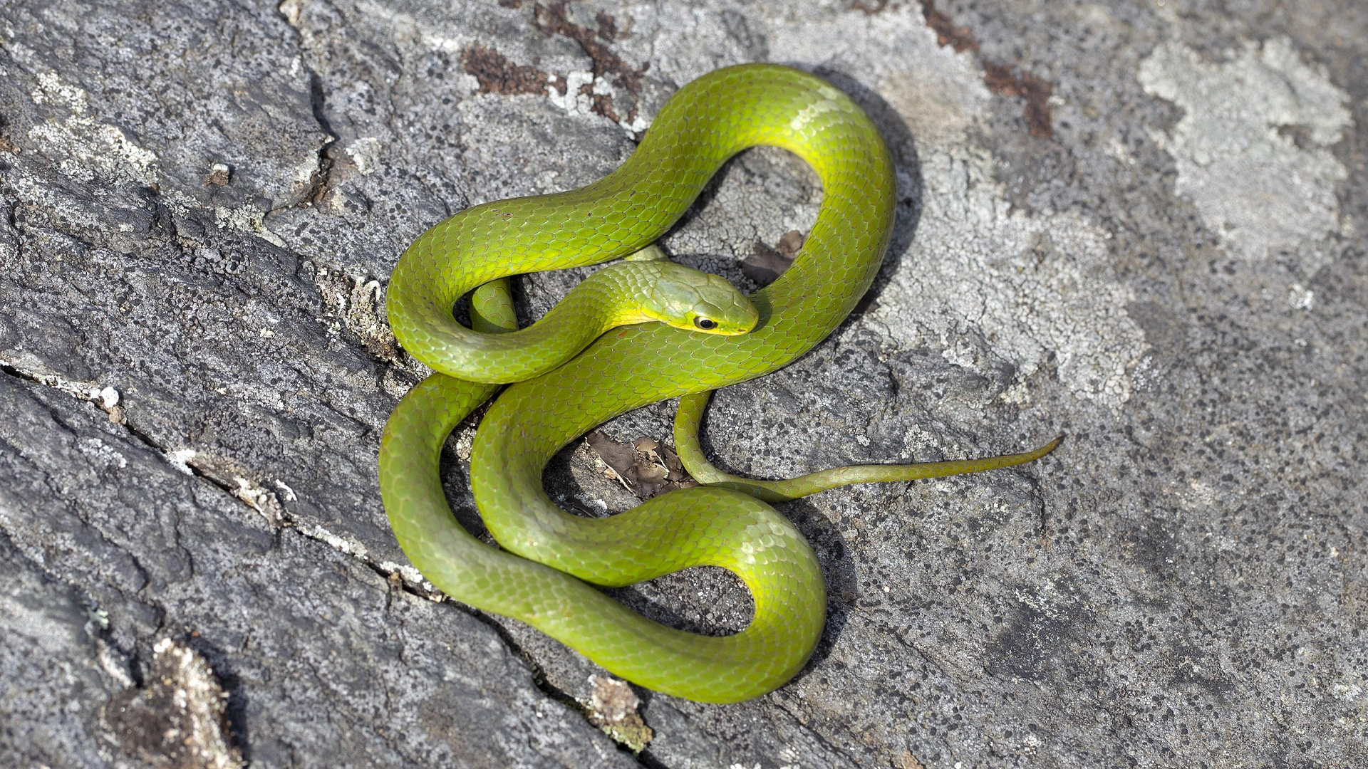 Smooth Green Snake