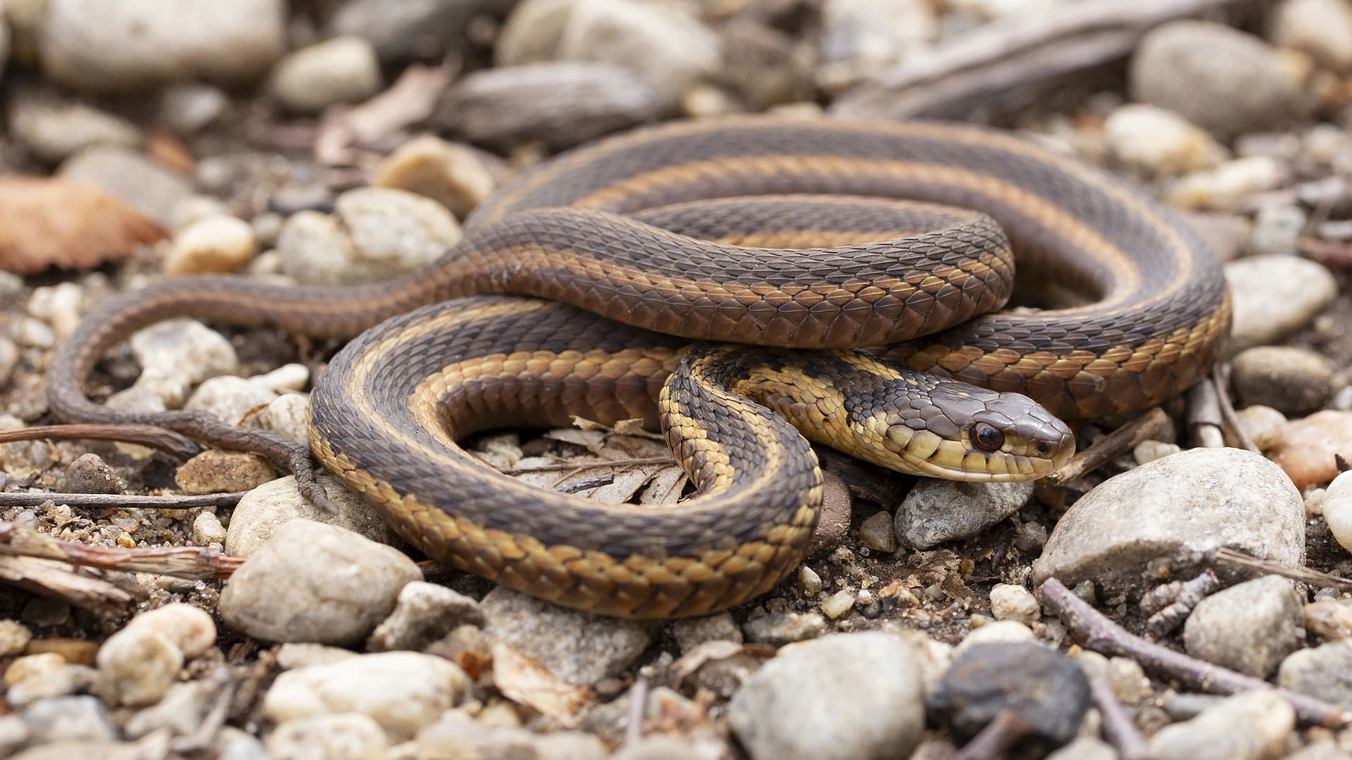 Eastern Garter Snake