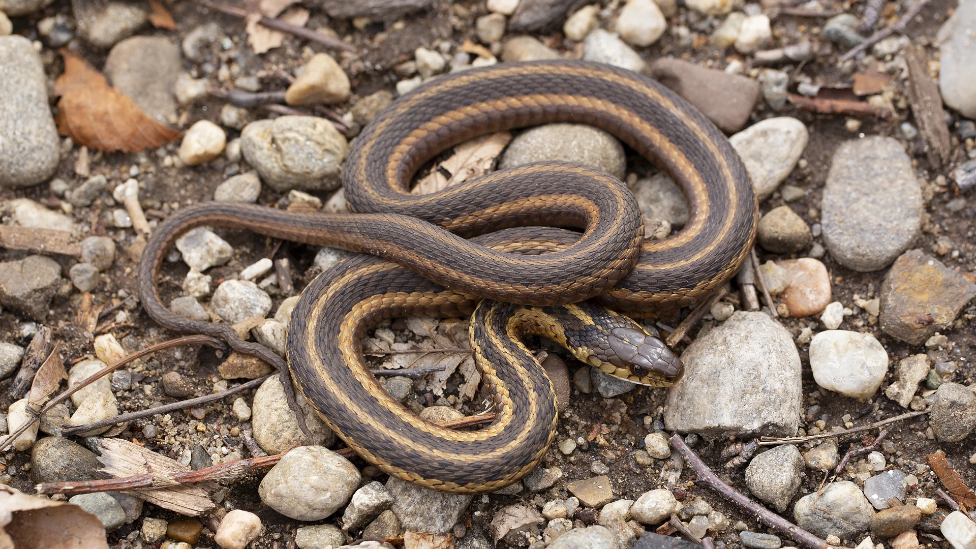 Eastern Garter Snake