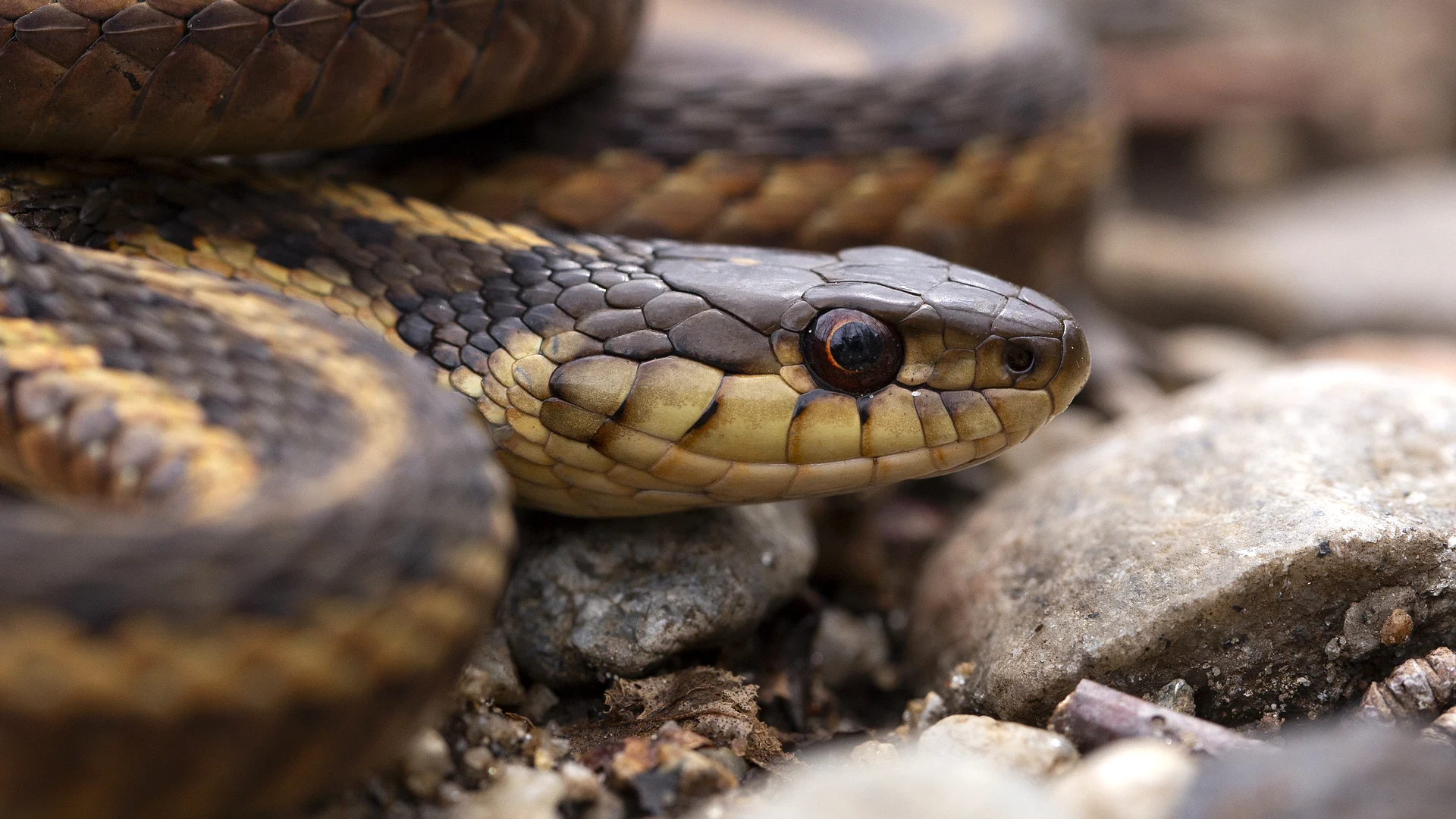 Eastern Garter Snake