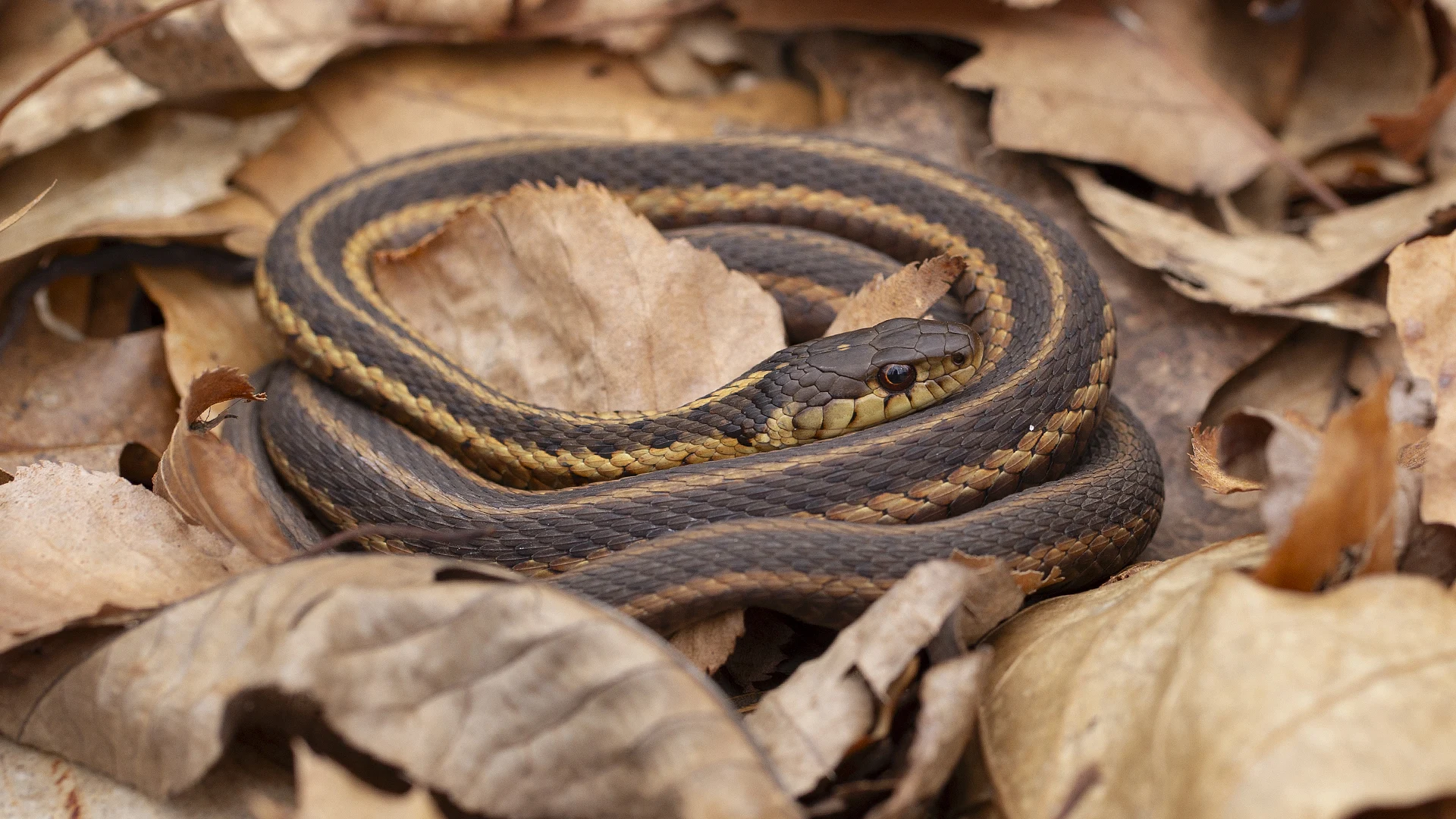 Eastern Garter Snake
