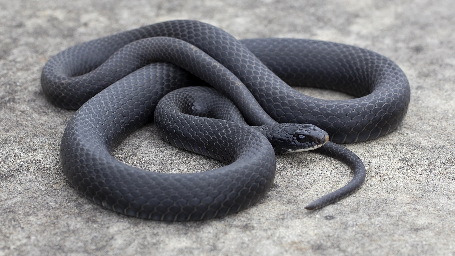 Northern Black Racer