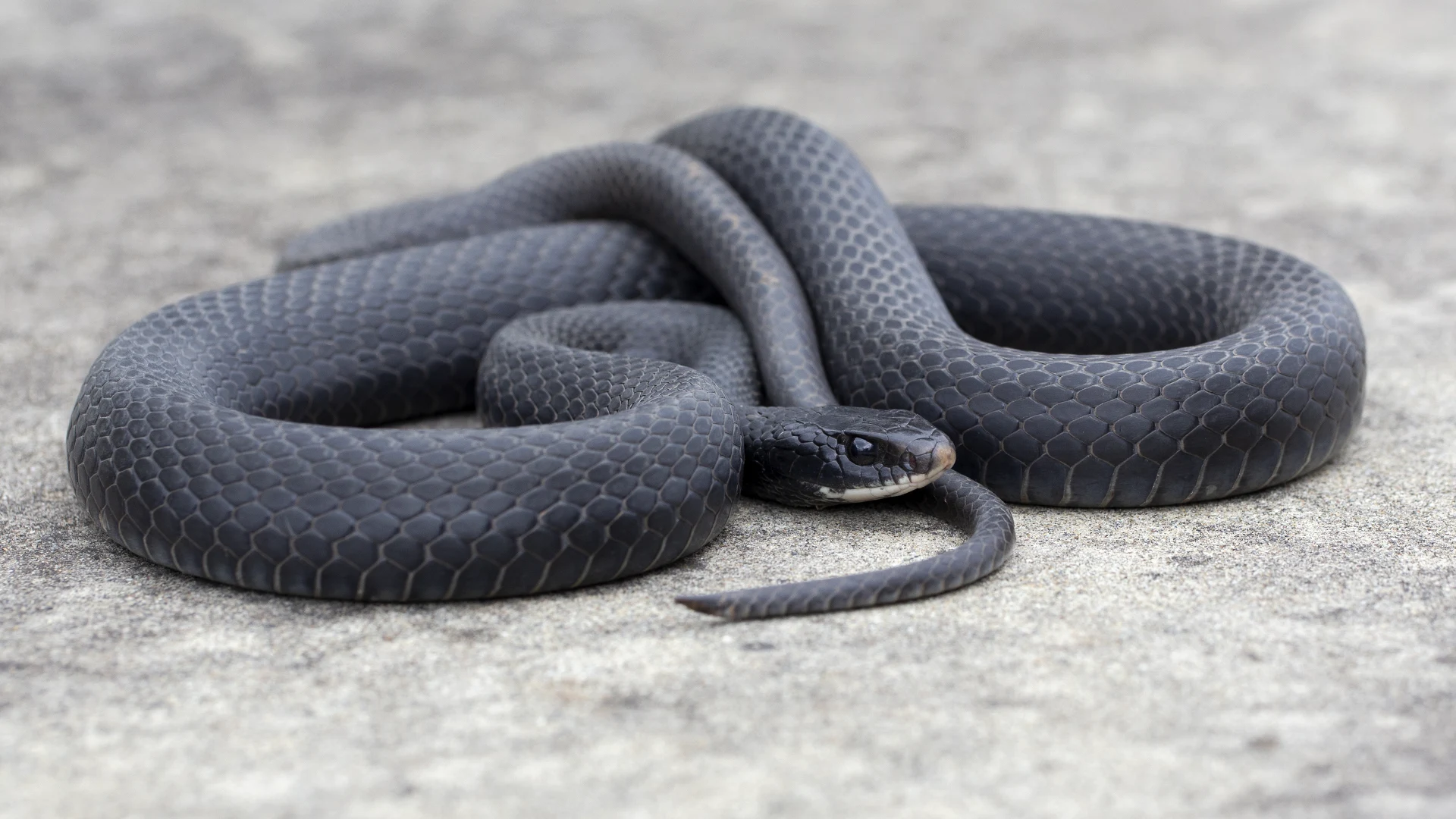 Northern Black Racer