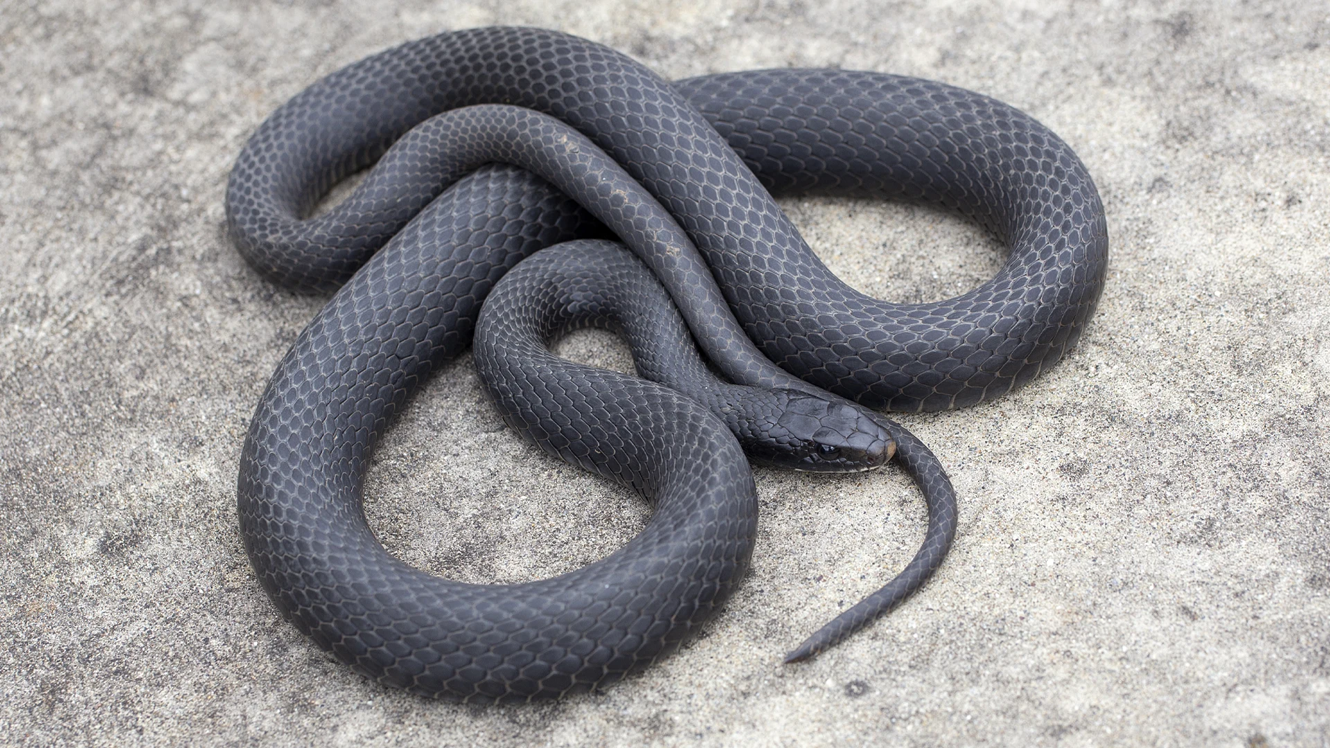 Northern Black Racer