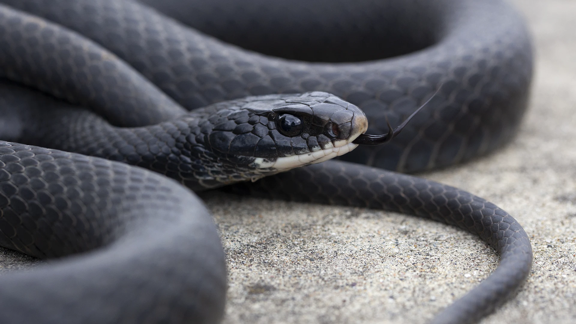 Northern Black Racer