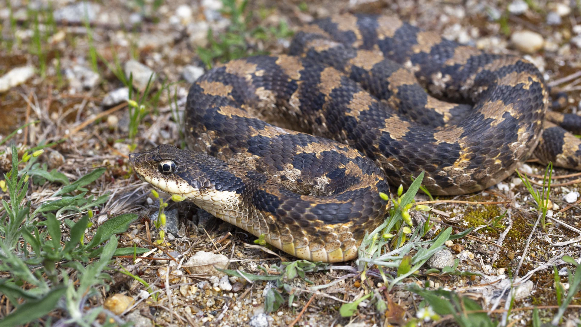 Eastern Hognose Snake