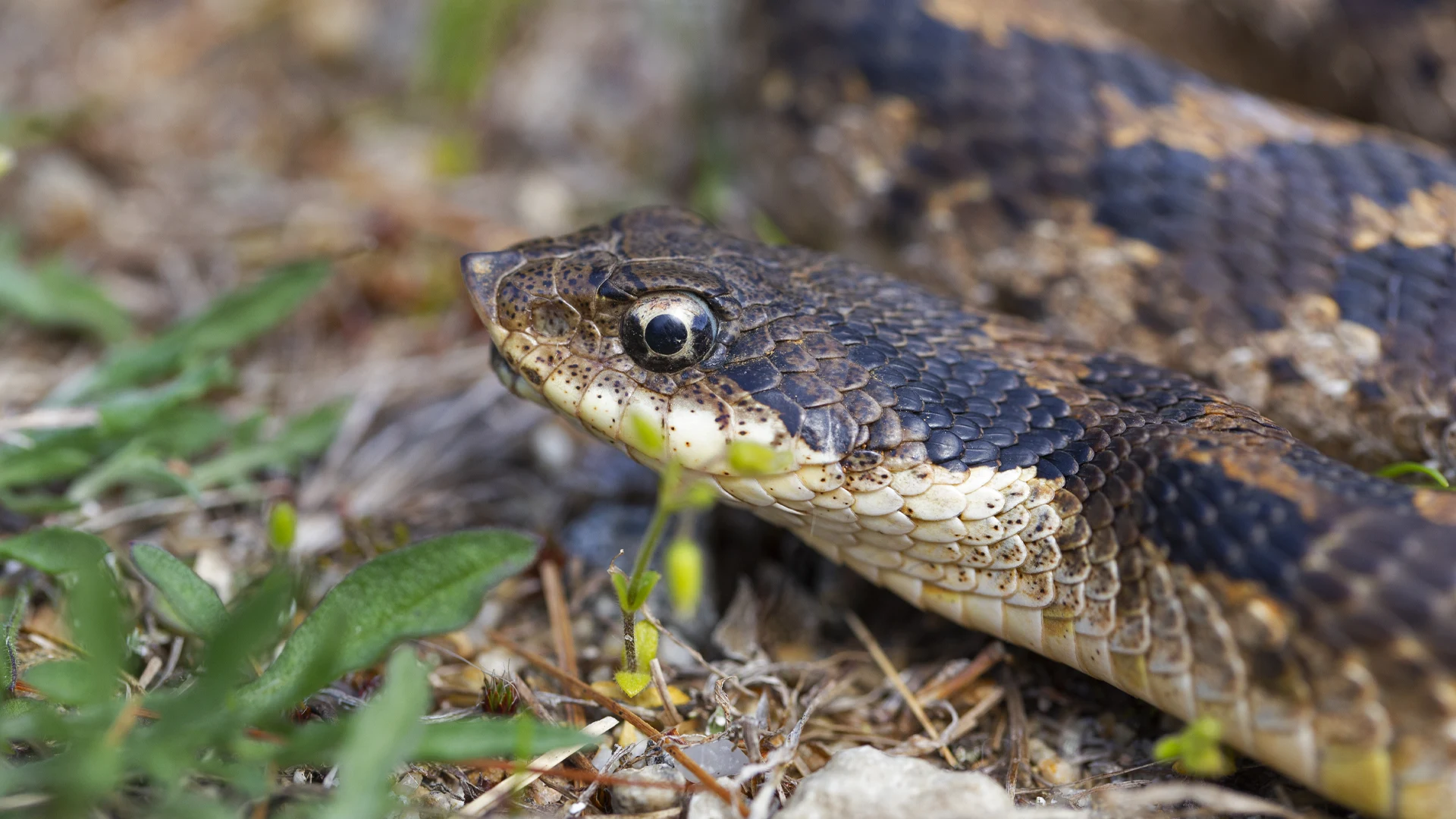 Eastern Hognose Snake