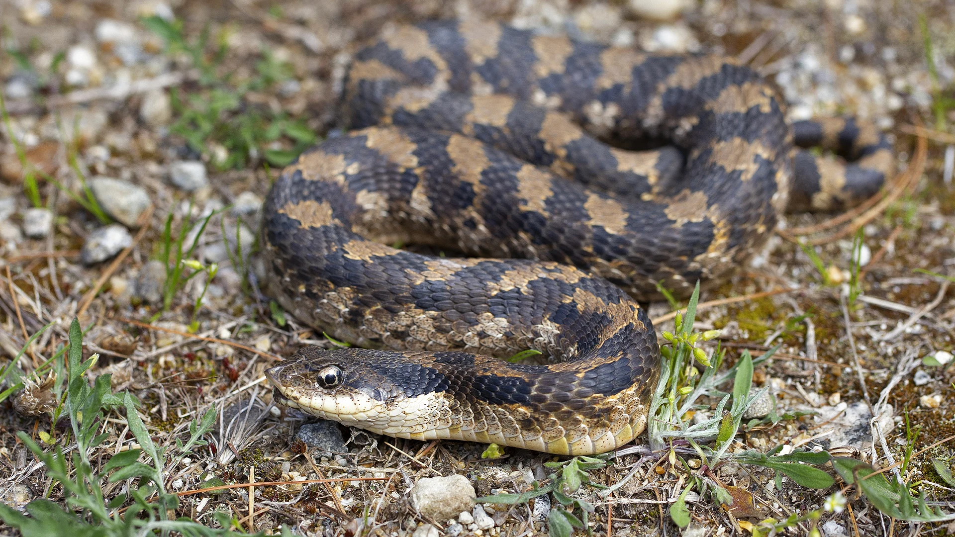 Eastern Hognose Snake