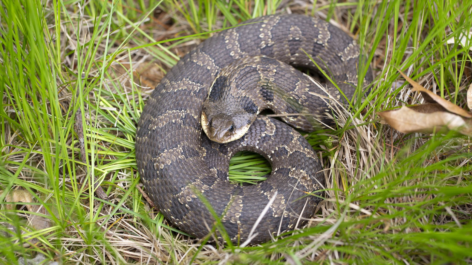 Eastern Hognose Snake