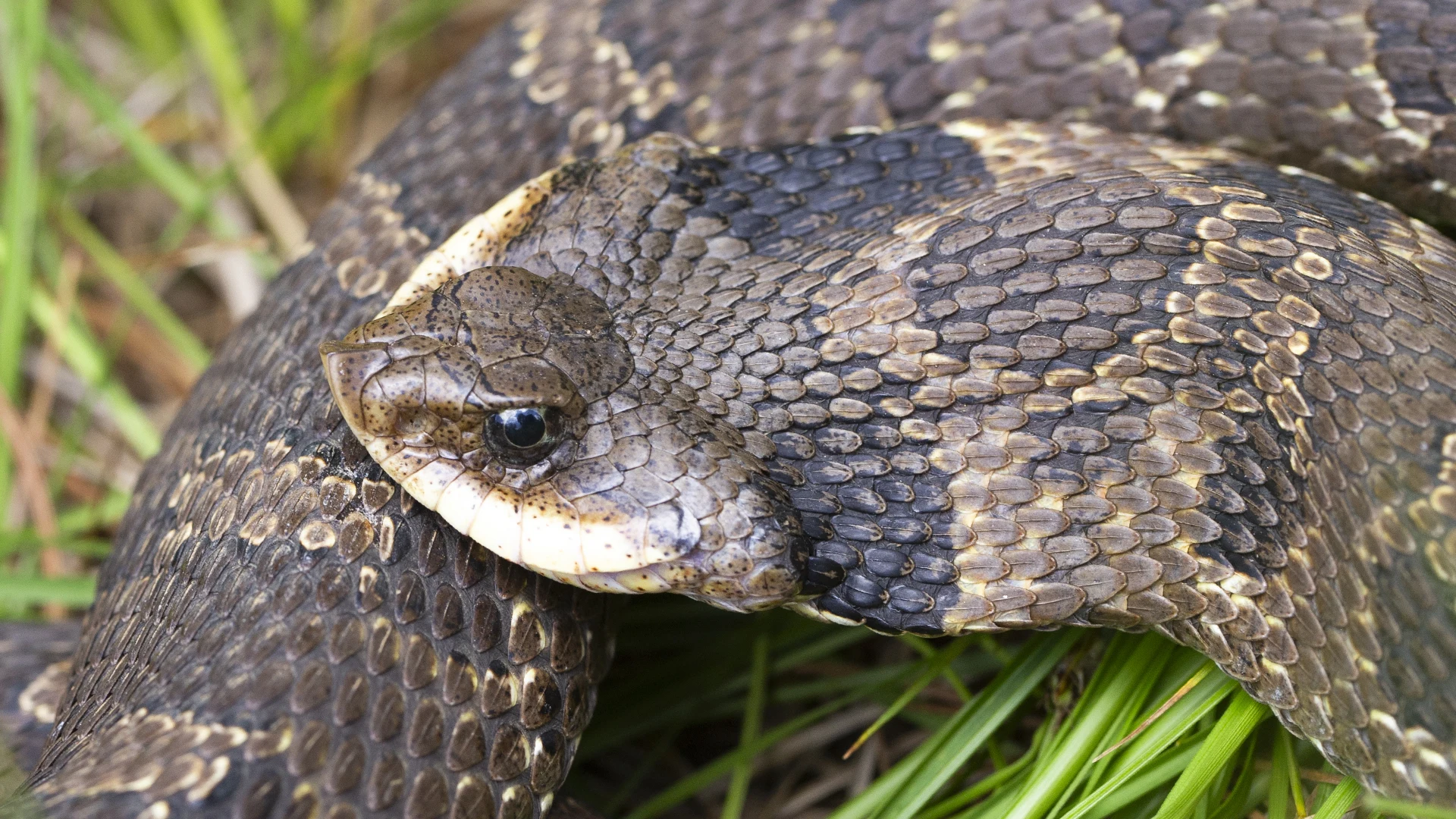 Eastern Hognose Snake