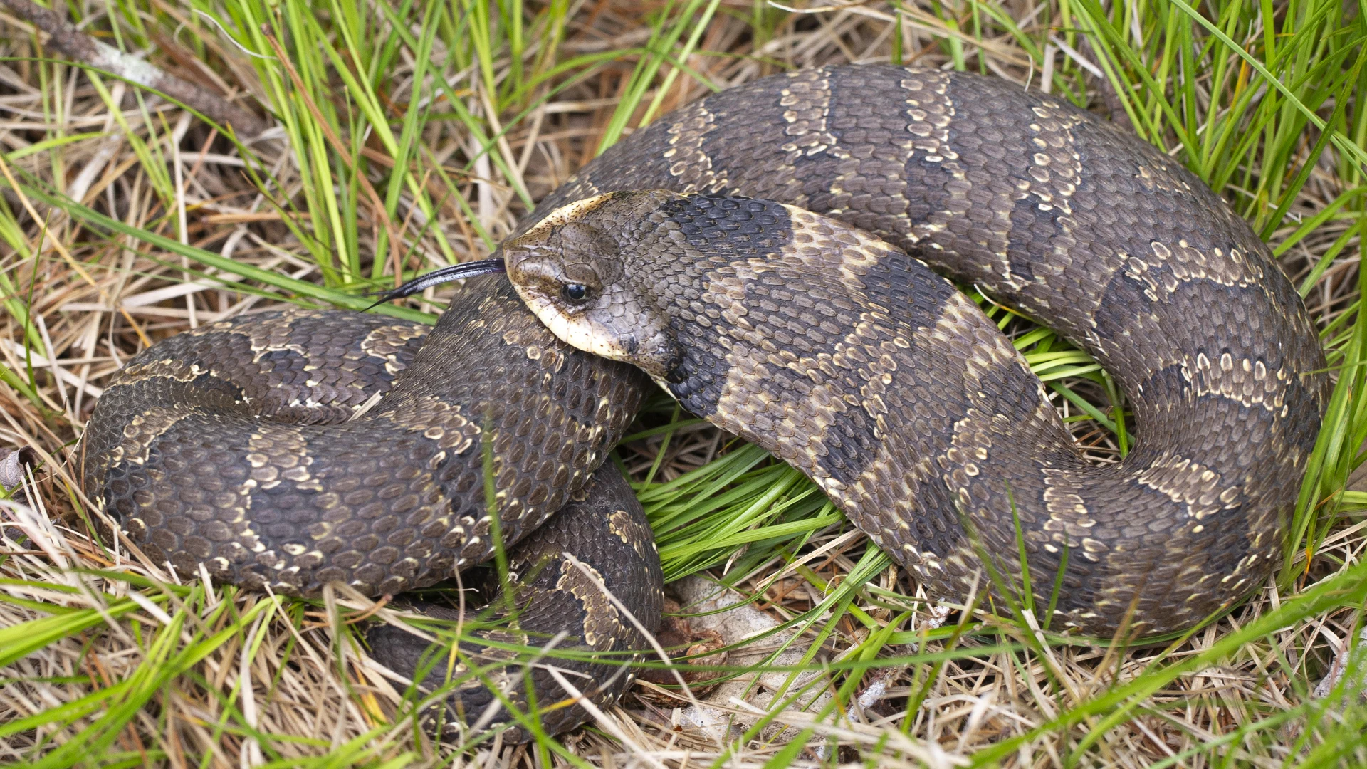 Eastern Hognose Snake