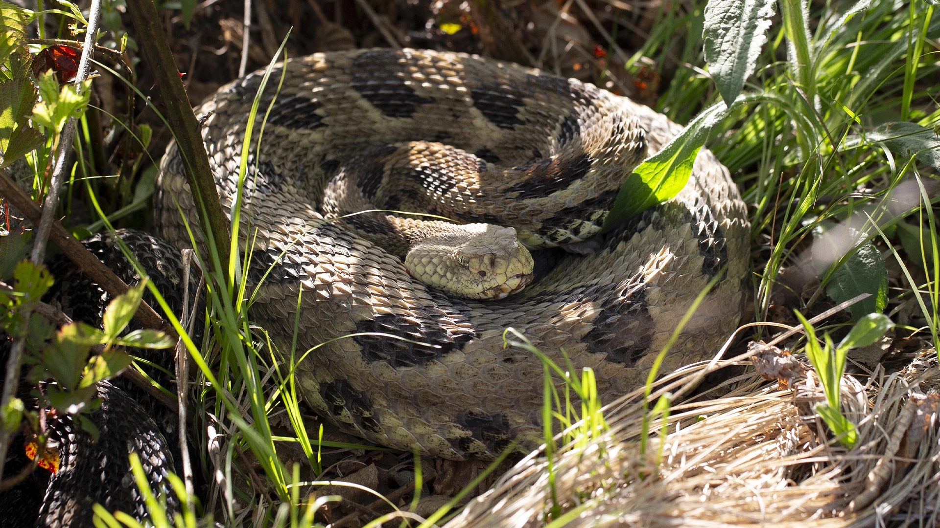 Timber Rattlesnake