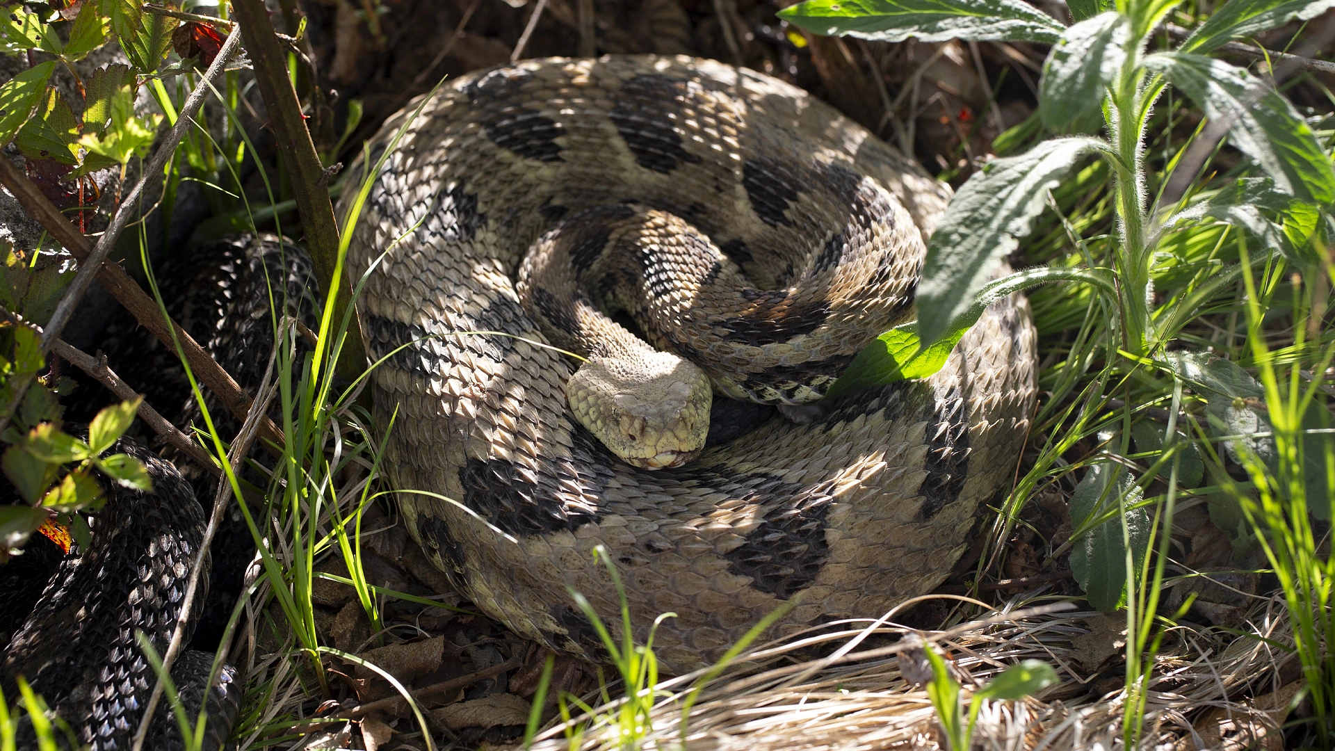 Timber Rattlesnake