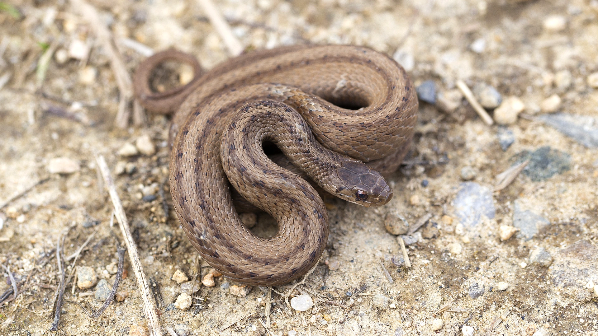 Northern Brown Snake