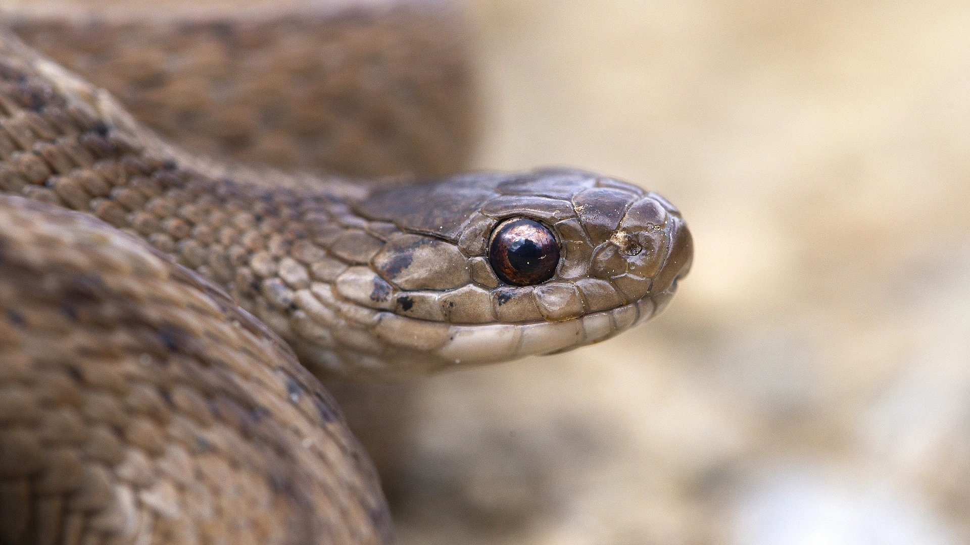Northern Brown Snake