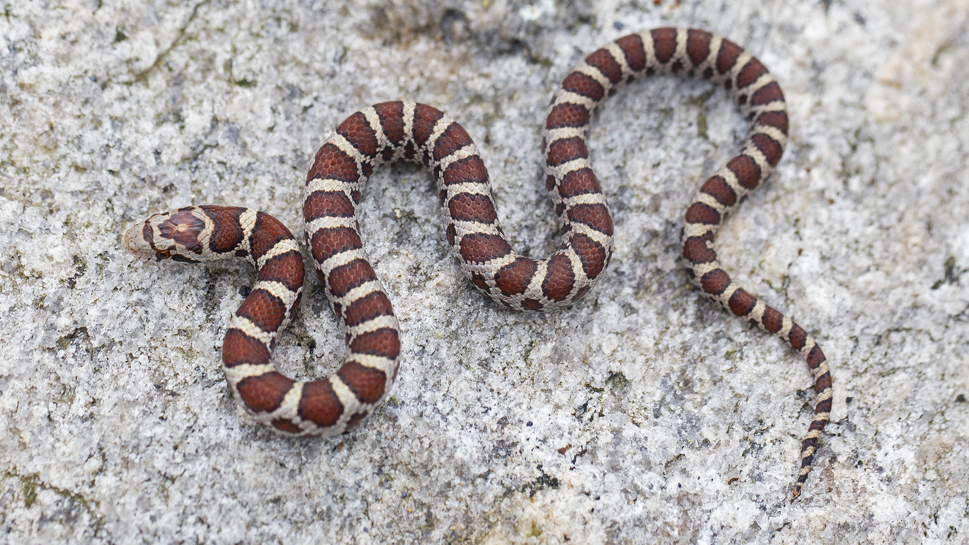 Northern Brown Snake