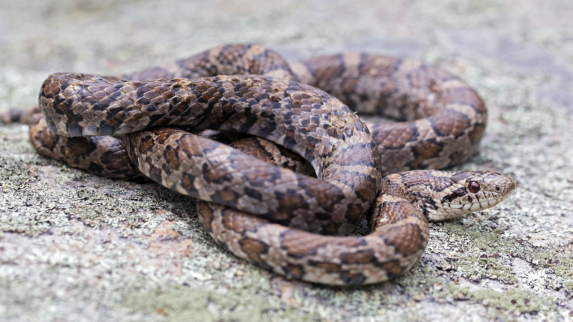 Northern Brown Snake