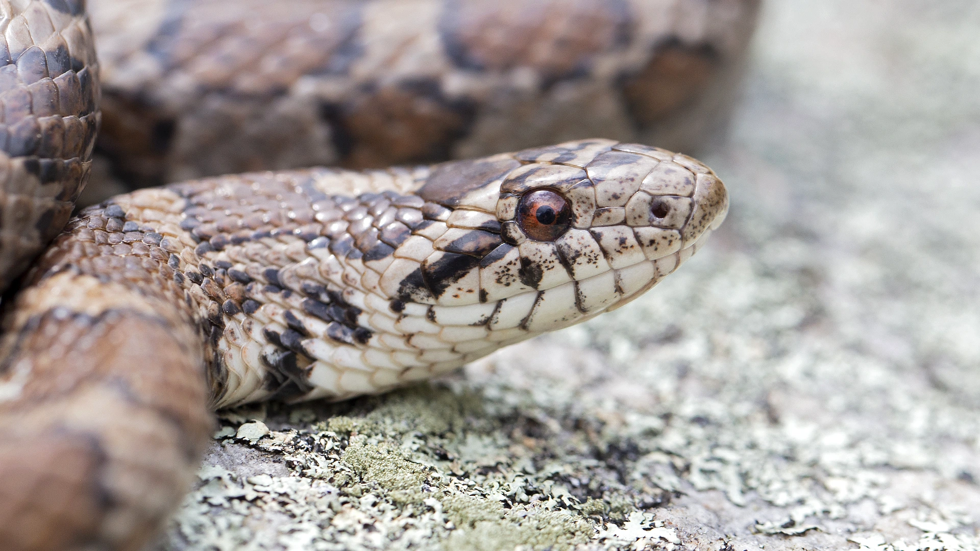 Northern Brown Snake