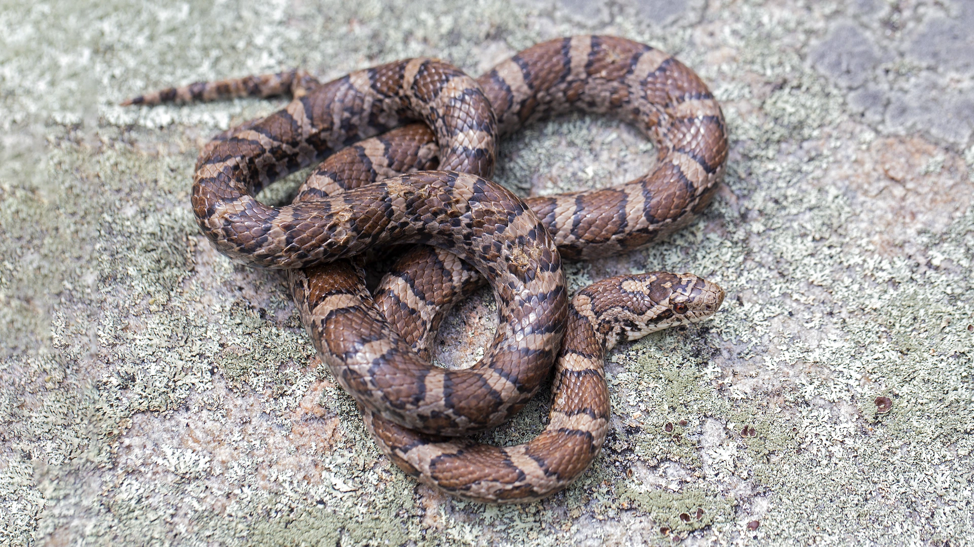 Northern Brown Snake