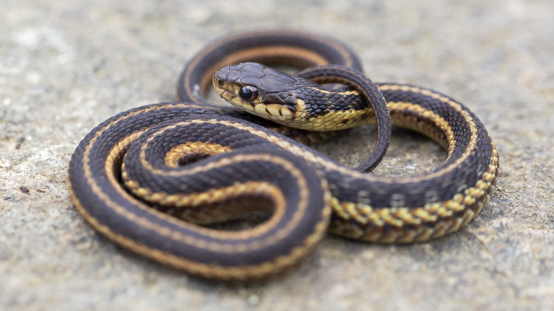 Eastern Garter Snake